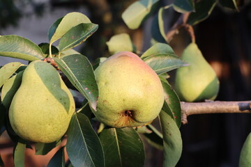 Fresh ripe pears hanging on a tree in sunlight, ready to be picked and enjoyed as a nutritious snack