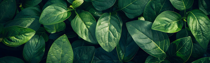 Fototapeta premium Green leaves for background. 