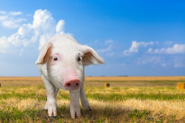 Obraz premium Cute small Domestic pig outdoor