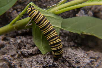 the insect found in the garden