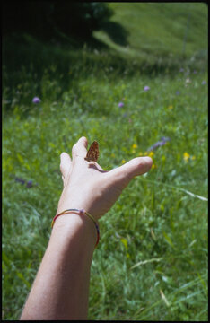 A butterfly on my hand