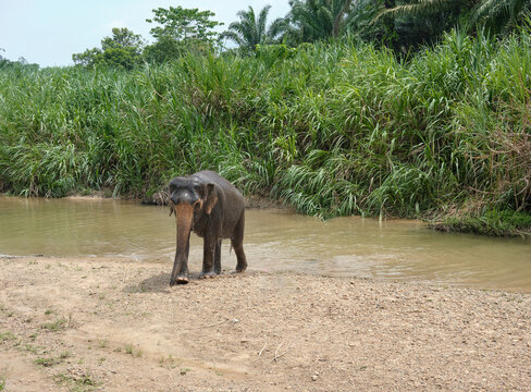Thailand elephants