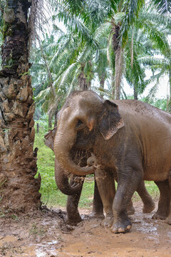 Thailand elephants