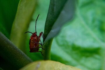 a colorful beetle in the garden