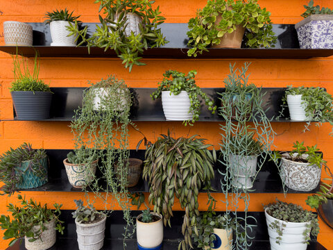 Wall of House plants decor  orange wall 
