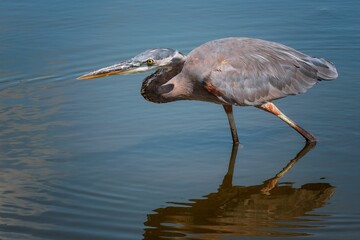 Obraz premium Close-up of a great blue heron standing in shallow water with its reflection visible.