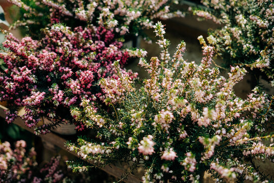 Calluna vulgaris