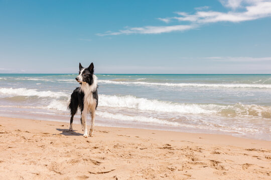 Wet border collie standing on a sandy beach