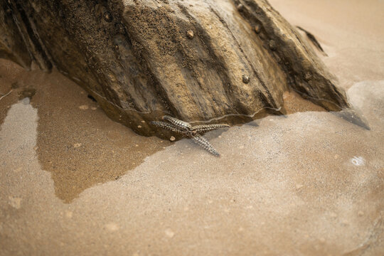 starfish next to a rock on the beach