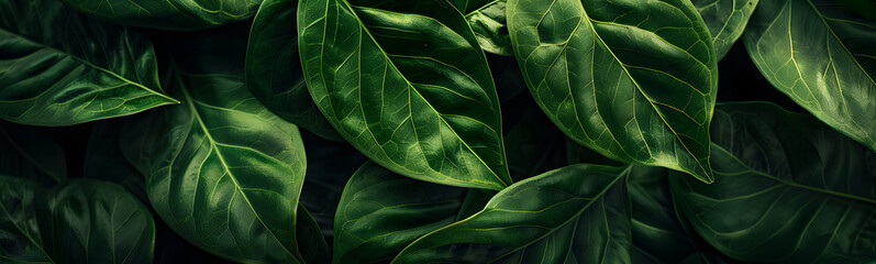 Green leaves for background. 
