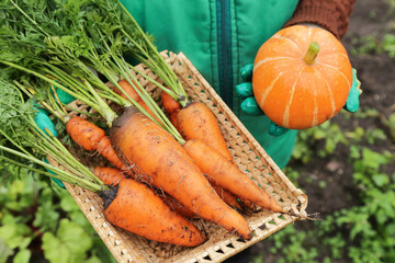 Carrot and orange pumpkin fresh vegetables harvest in farmer hands close up in garden