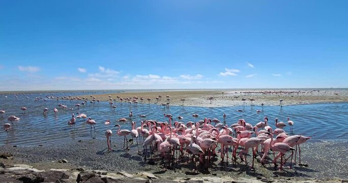 Nice pink flamingos on the beach in Namibia