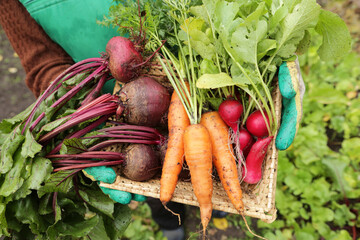 Farmer harvesting fresh raw organic vegetables in garden. Beetroot, radish and carrot autumn...