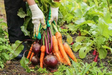 Farmer hands in gloves holding bunch of beetroot and carrot in garden. Harvesting organic fresh...