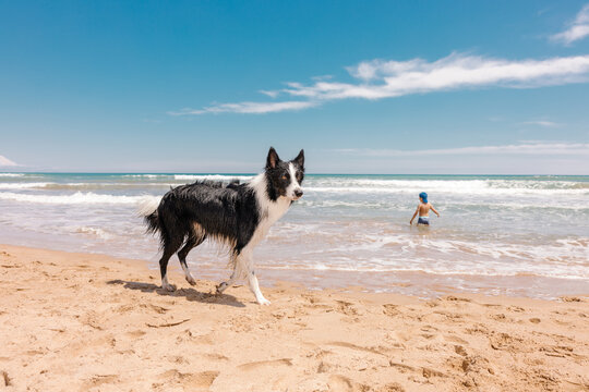 Border collie and child playing on a sunny beach