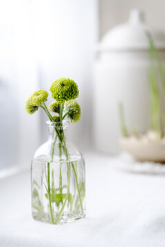 Green santini