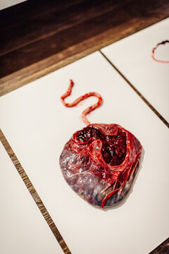 Making Placenta Art