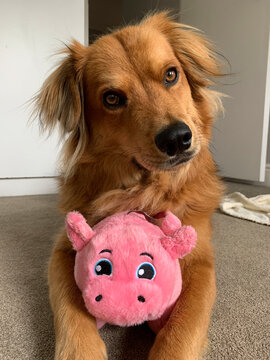 Dog with toy