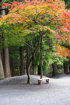 Autumn in Japan