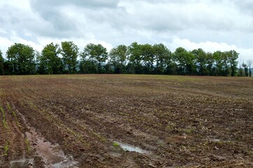landscape cultivated ground in the countryside