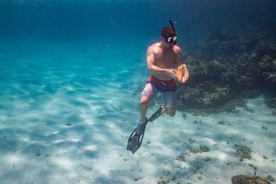 Man Holding Live Caribbean Queen Conch Anegada BVI
