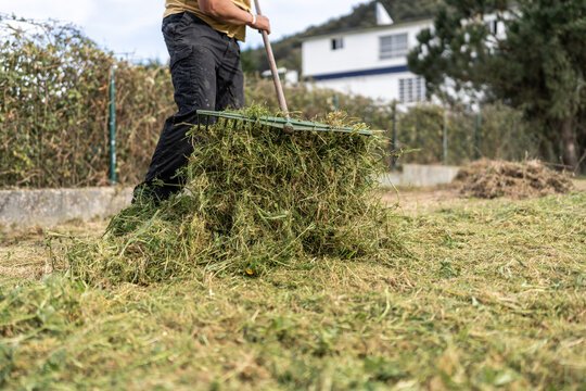 Person removing grass with a rake.