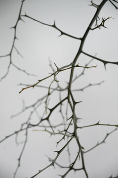 Prickliness branch