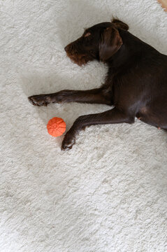 Lying dog