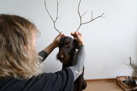Cute German wirehaired pointer 