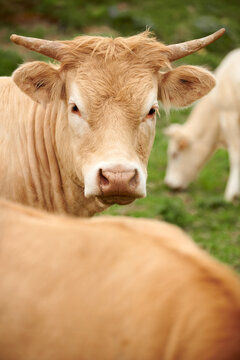 Cows In The Nature