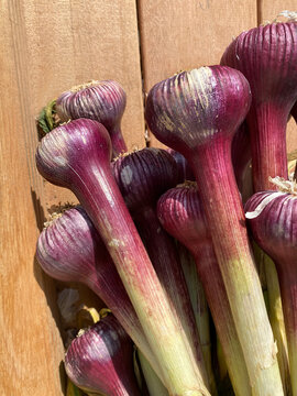 garlic