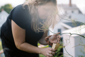 gardener collecting cilantro seeds in summer