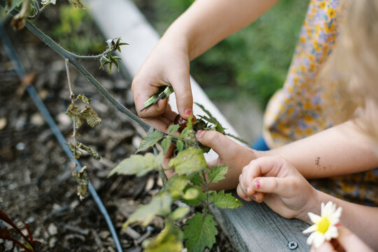little sisters gardening in backyard in summer and collecting seeds