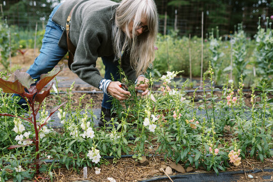 senior woman gardener with gray hair in backyard cutting flowers