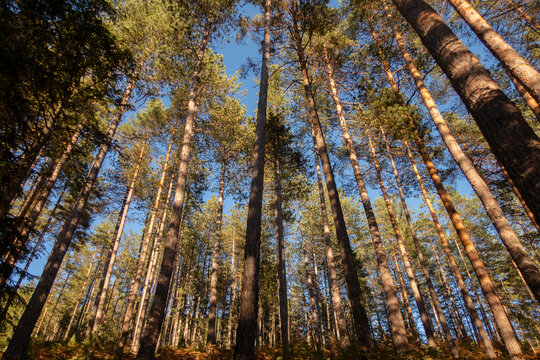 Autumn forest trees and blue sky 