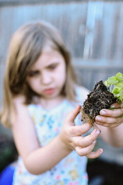 little gardening girl teasing roots of annual flower before planting