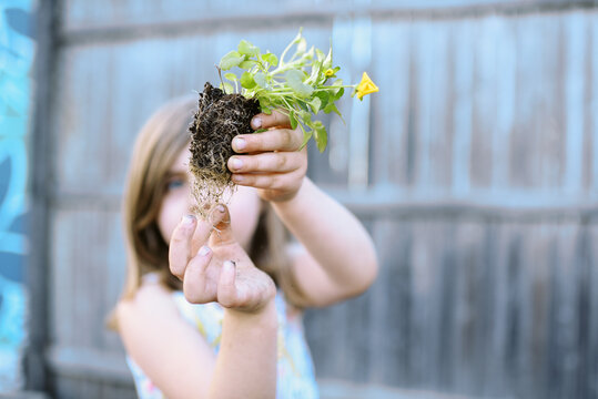 little gardening girl teasing roots of annual flower before planting