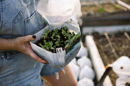 woman holding milk jug greenhouse with seedlings in spring