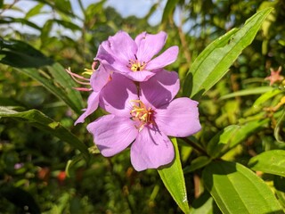 melastoma malabathricum flower in the morning