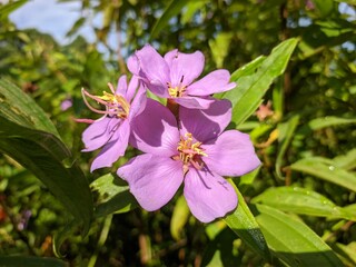 melastoma malabathricum flower in the morning