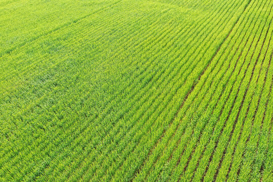 Green wheat growing in rows. 