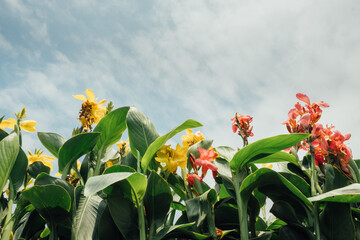 Tropical Canna Lily Flowers and Blue Sky Copyspace