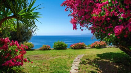 Flowering bougainvillea shrubs in a coastal garden during the summer