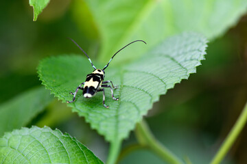 ラミーカミキリ