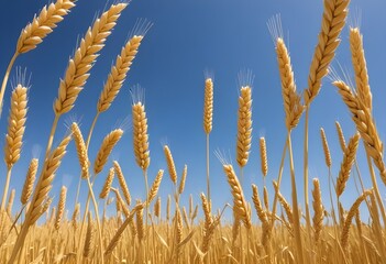Fototapeta premium wheat field and blue sky with clouds