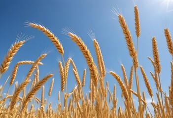 Obraz premium wheat field and blue sky with clouds