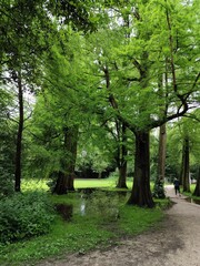 Fototapeta premium nature