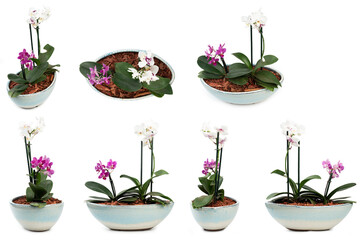 Orchid flower in pot
