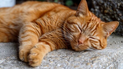 A serene ginger cat peacefully sleeping on a stone surface, showcasing tranquility and the beauty of domestic feline companions in their natural, relaxed state