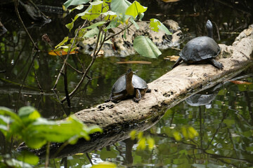 Caribean turtle with a lizard in their back. Costa Rica.